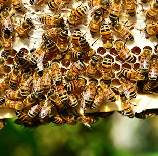 pszczoły Buckfast na plastrze miodu