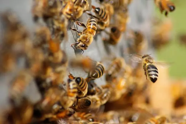 pszczoły buckfast na wlotku ula