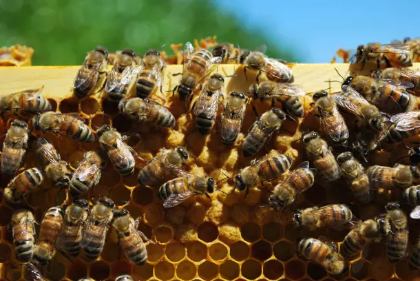 pszczoły buckfast na ramce