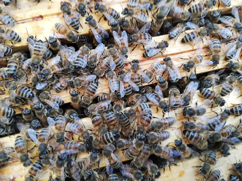 pszczoly na ramkach