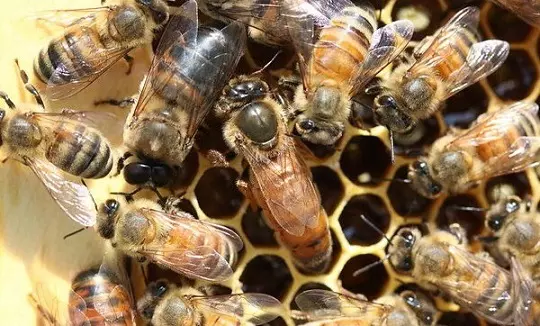 rodzina pszczela z matką