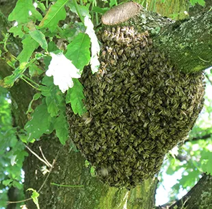 Rójka pszczela na drzewie