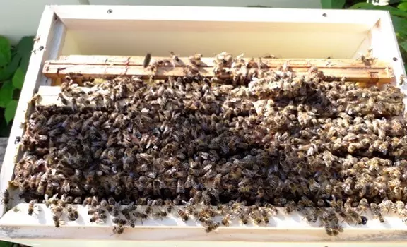silna rodzina pszczela na ramkach